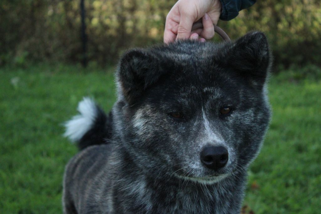Karasu Le Domaine D'Ulysse